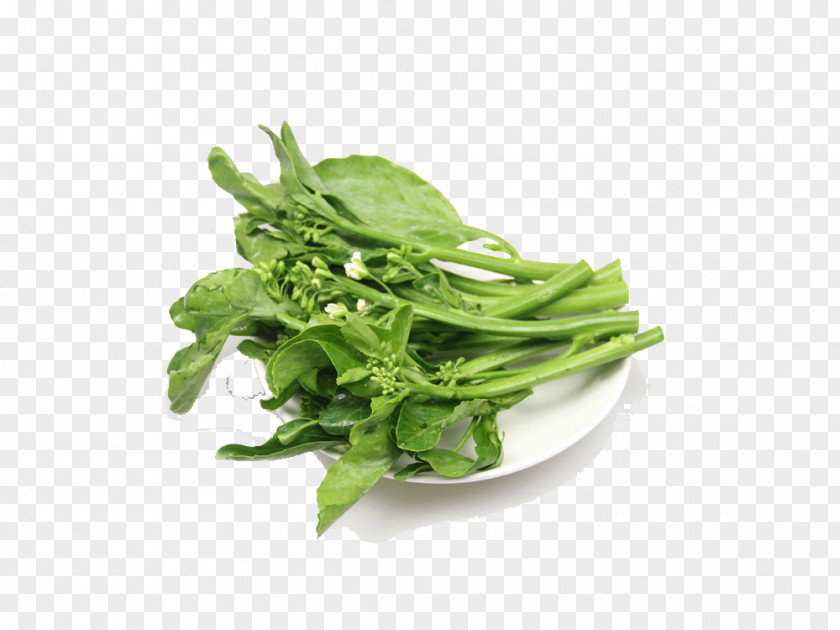 Panel Mounted Green Kale Vegetable Chinese Broccoli Food Spring Greens PNG