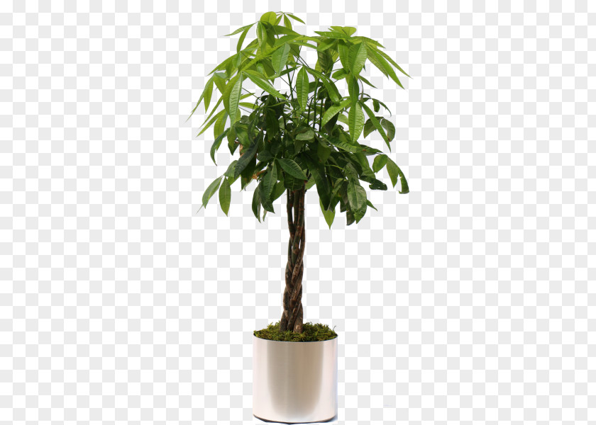 Pot Plant Tree Fiddle-leaf Fig Guiana Chestnut Houseplant PNG