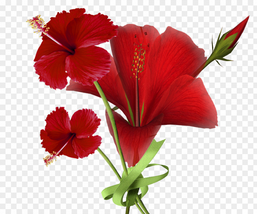 Red Flower Shoeblackplant Cut Flowers Clip Art PNG