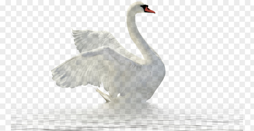 Swan In The Water Clip Art PNG