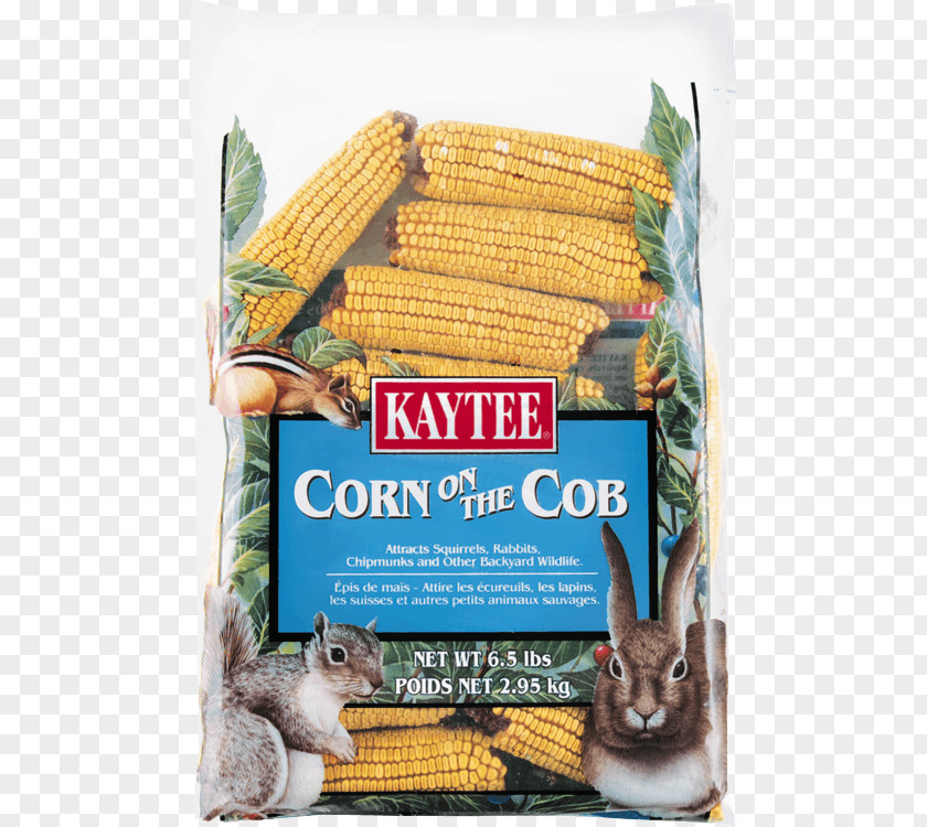 Corn Seed On The Cob Maize Food Sweet Squirrel PNG
