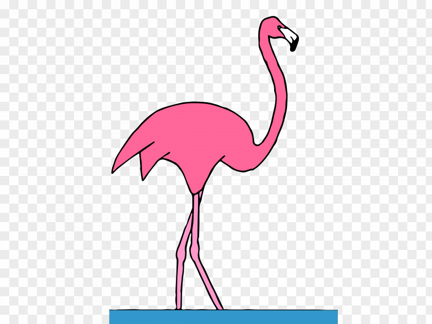 Flamingos Water Bird Vertebrate Crane Beak PNG