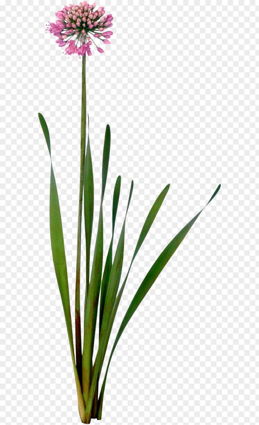 Flower Cut Flowers Garlic Chives Plant PNG