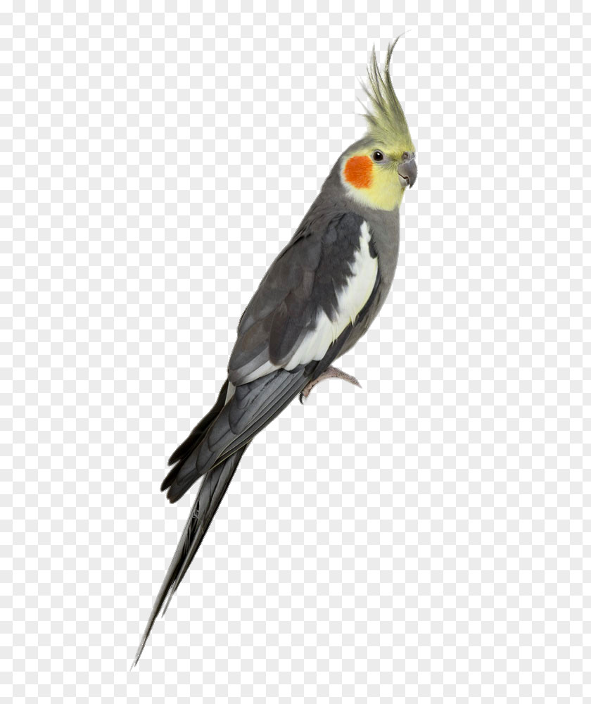 Grey Parrot Cockatiel Cockatoo Cacatua Nimfa Stock Photography PNG