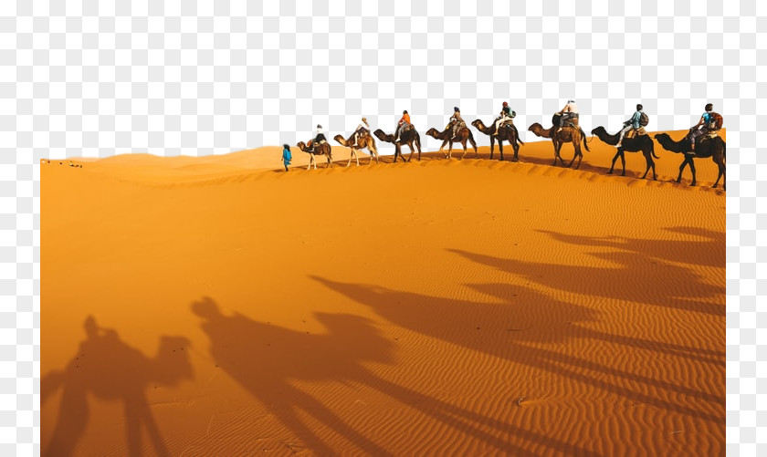 Landscape Arabian Camel Desert Sahara Natural Environment Sand PNG