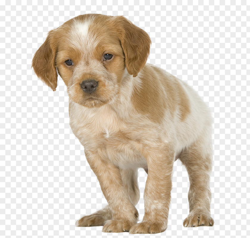 Puppy Brittany Dog Golden Retriever Yorkshire Terrier Breed PNG