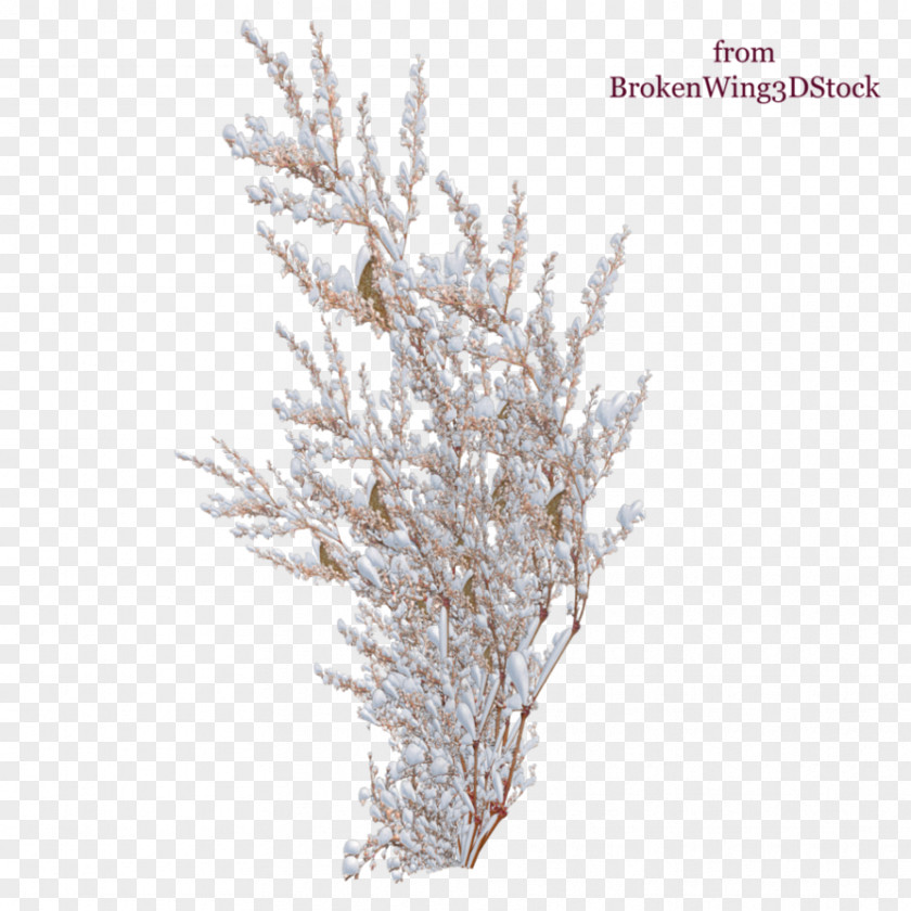 Snow Tree Shrub Rose PNG
