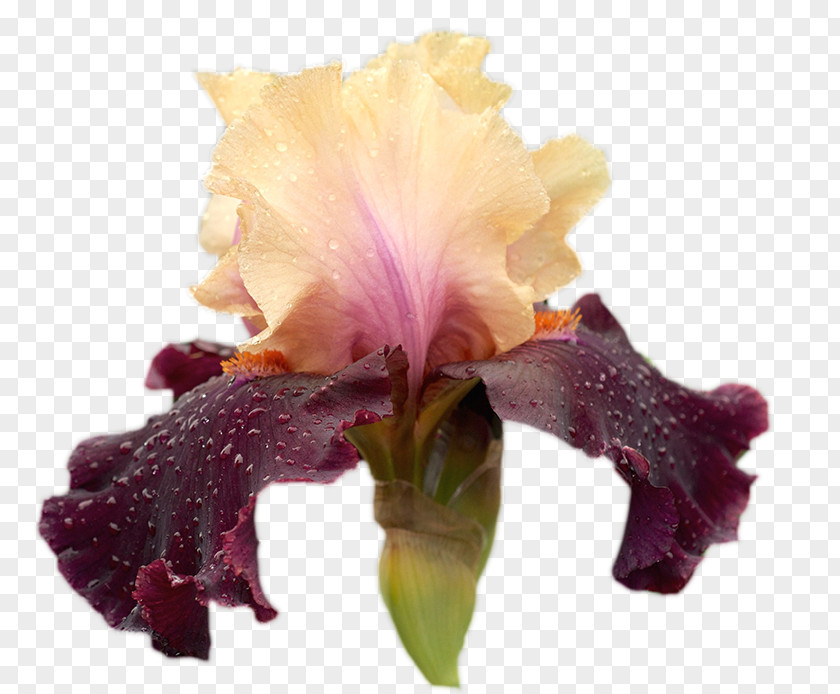 Irises GIF Clip Art Flower PNG
