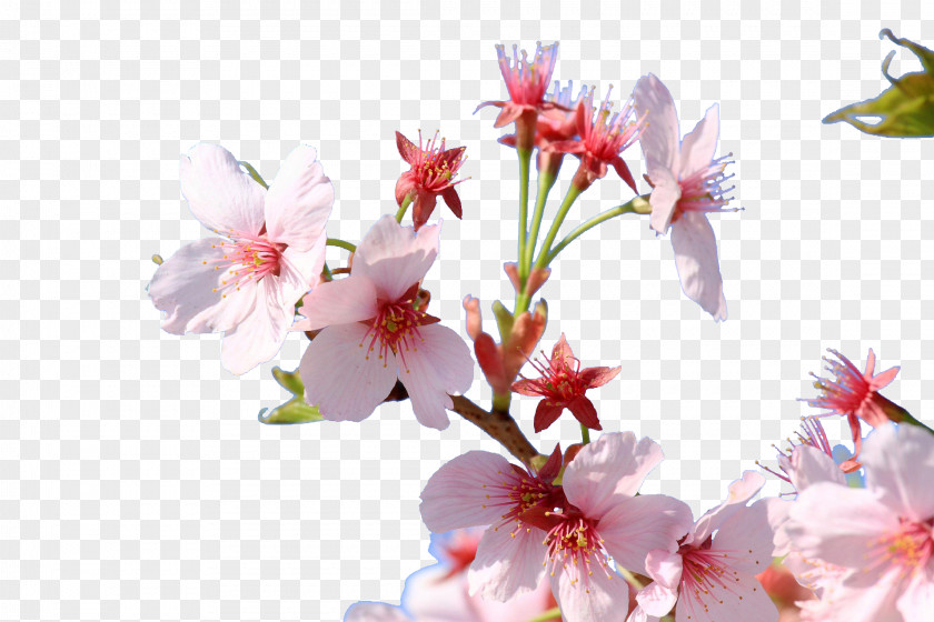 Japanese Cherry Blossoms Blossom Japan Floral Design Flower PNG