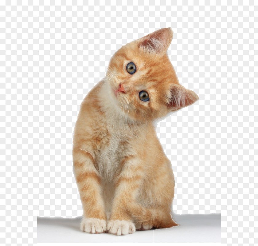 Kitten Free Image Cat Clip Art PNG