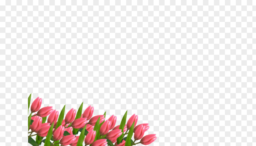 TULIPANES Tulip Floral Design Cut Flowers Pink M Petal PNG