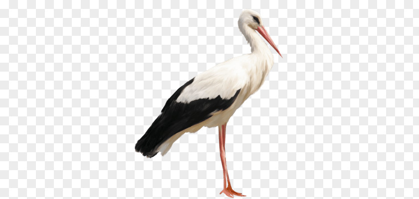 Bird White Stork Clip Art PNG