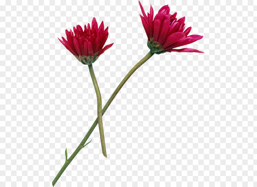 Flower Common Daisy Oxeye Petal Clip Art PNG