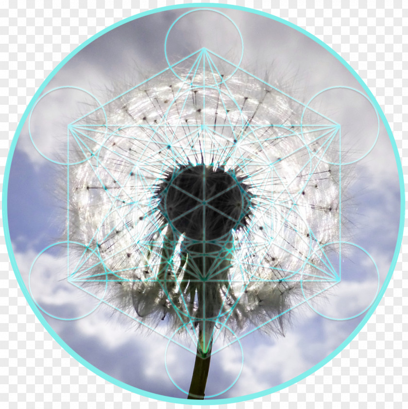 Lovely Deformed Cancer Cell Photography Dandelion Buteyko Method Close-up Breathing PNG