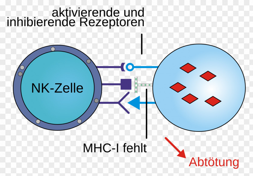 Recognition Major Histocompatibility Complex T Cell MHC Class I Antigen Natural Killer PNG