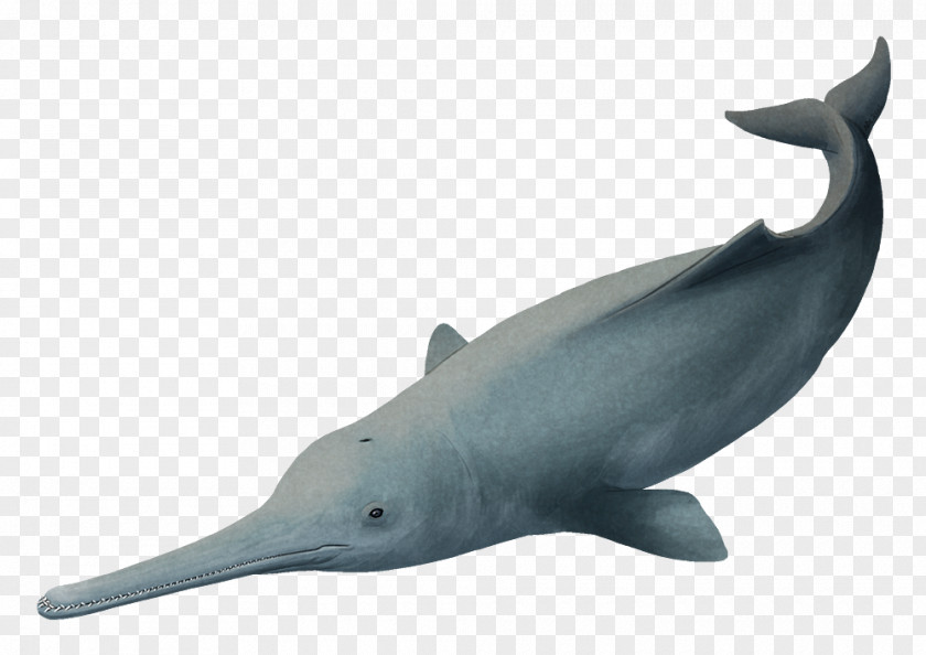 60 Feet Long Common Bottlenose Dolphin Short-beaked Rough-toothed Tucuxi White-beaked PNG
