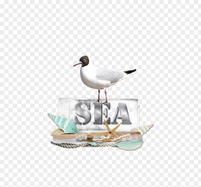 Beachy Poster Fauna World Tube Seabird Wader Summer PNG