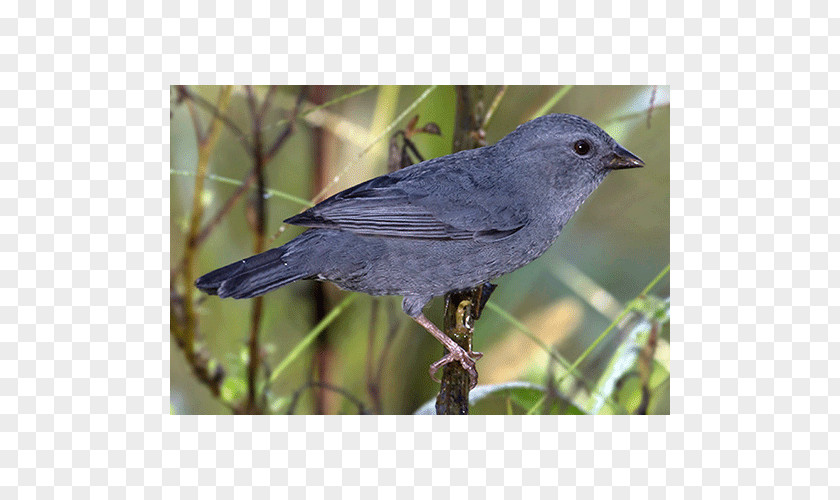 Feather American Sparrows Crow Finch Beak Wing PNG