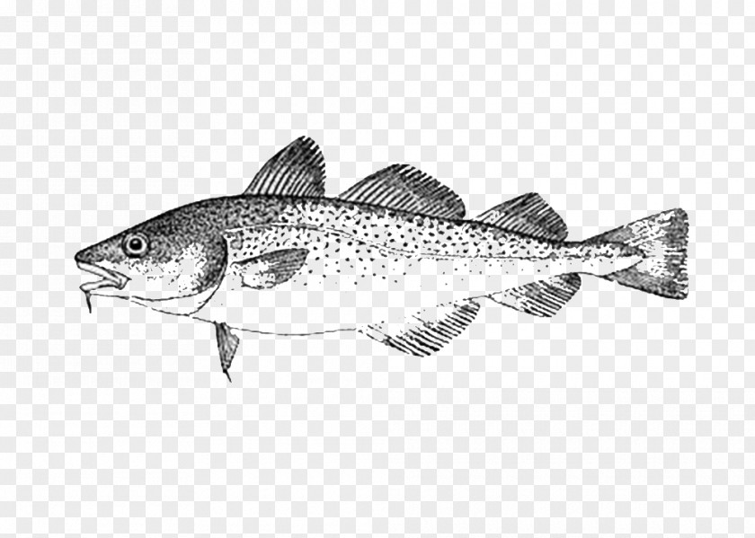 Fish Sardine Cod Oily Seafood PNG