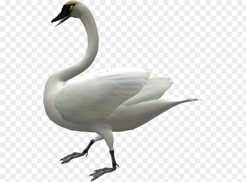 Goose Domestic Duck Swan Cygnini PNG