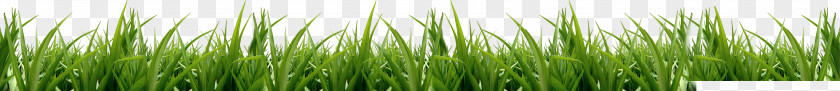 Grass Vetiver Cynodon Meadow Icon PNG