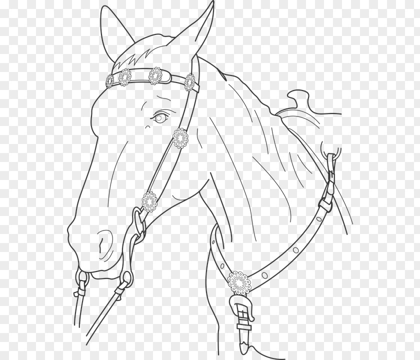 Horse Stallion Drawing Clip Art Coloring Book PNG