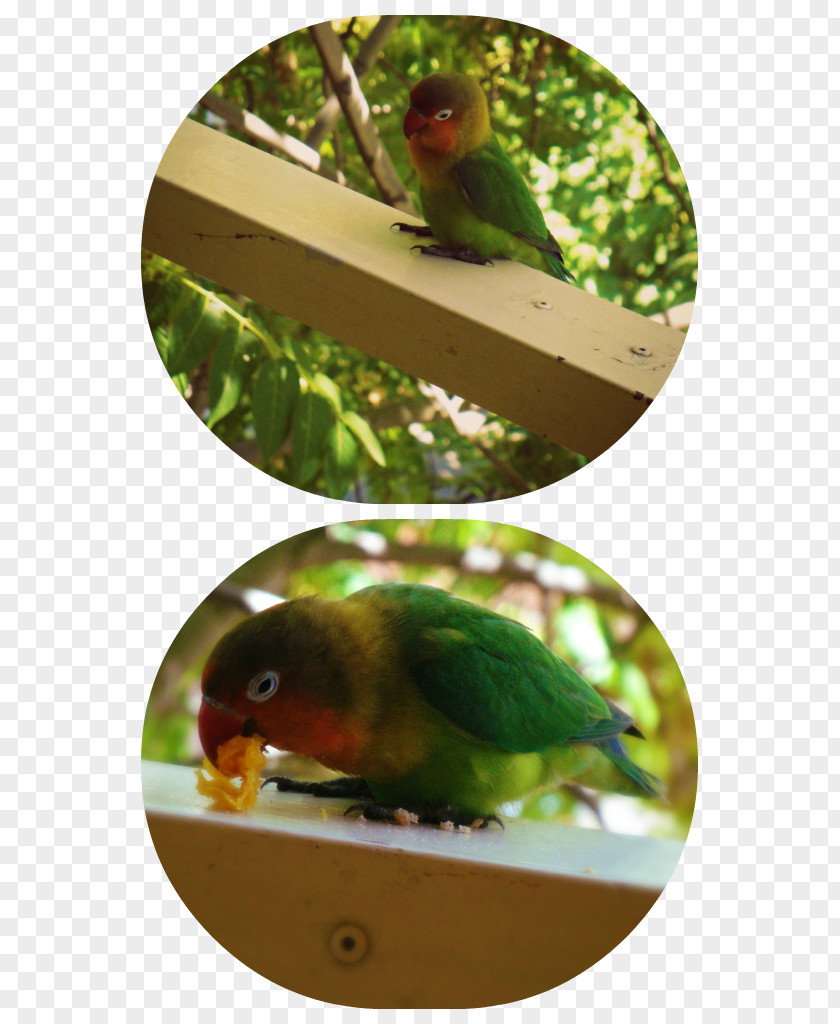 Lovebird Parakeet Beak Animal PNG