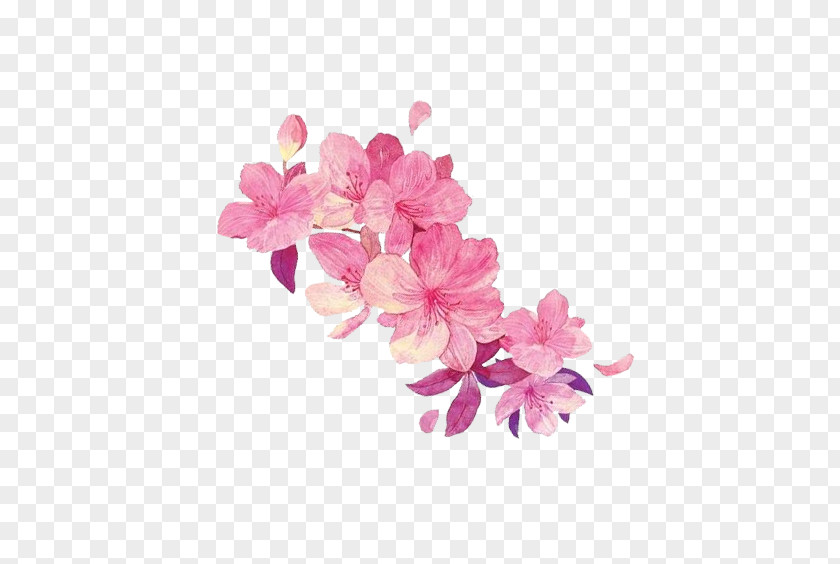 Pink Peach Hand Painted Illustration Floral Design PNG