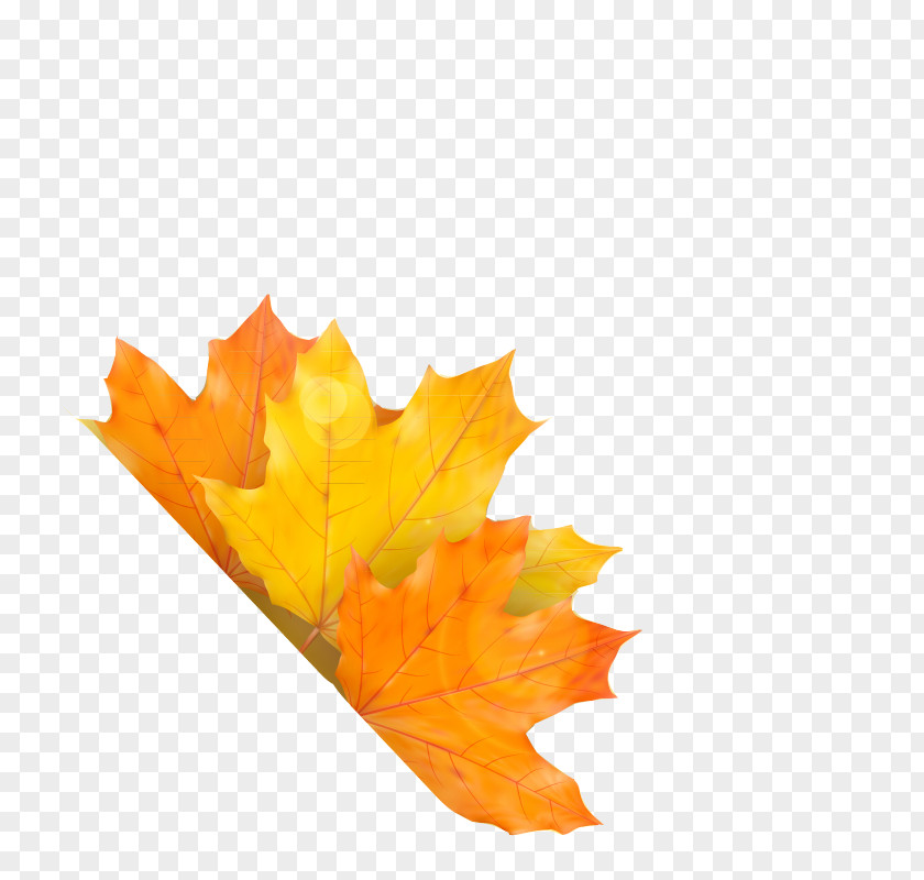Yellow Maple Leaf Autumn PNG