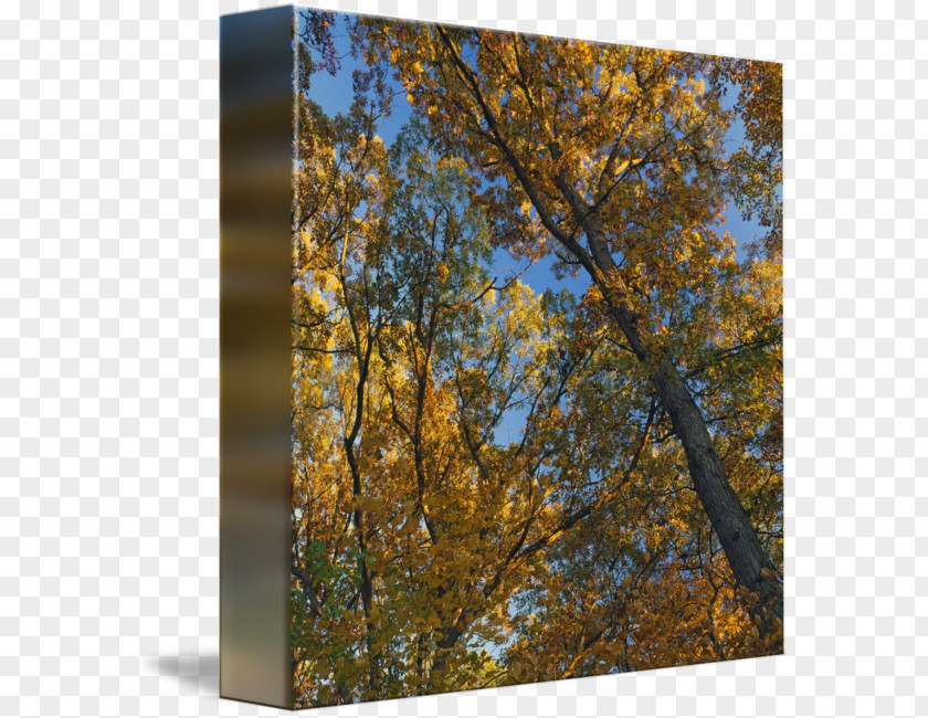 Canopy Tree Birch Autumn Leaf Color Temperate Broadleaf And Mixed Forest PNG