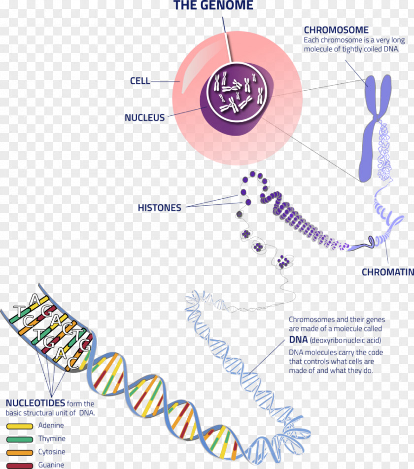 Cell Dna Chromosome Genetics Allele DNA PNG