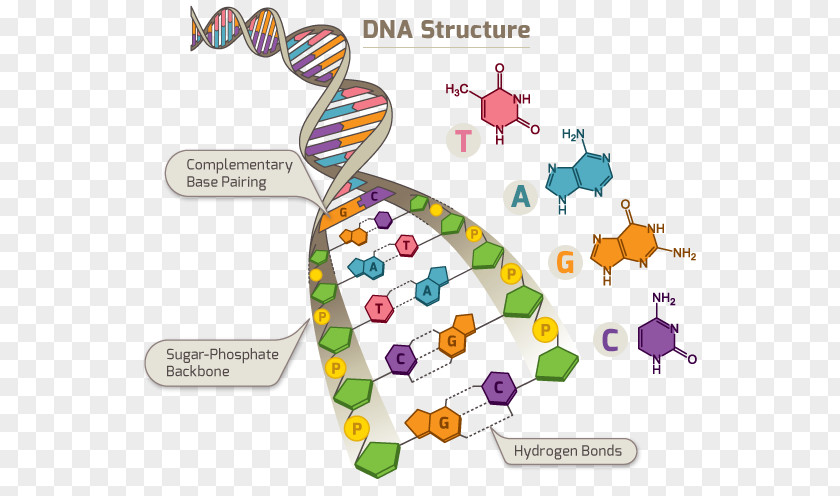Dna Structure DNA Human Genome Project Single-nucleotide Polymorphism RNA PNG