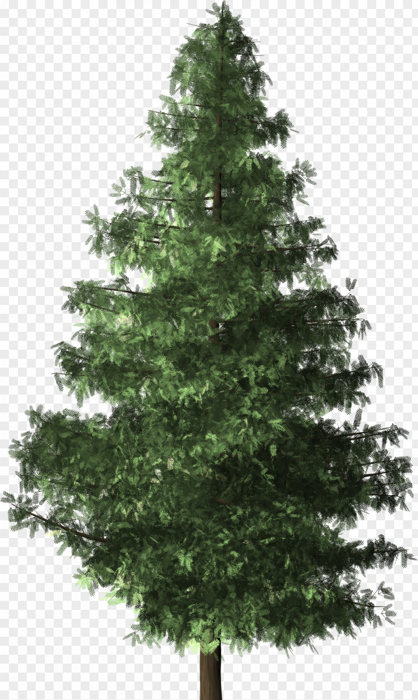Fir-tree Christmas Tree Brush Evergreen Shrub PNG