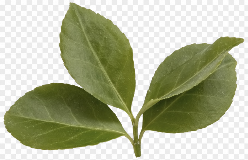 Green Leaves Leaf Tree Clip Art PNG