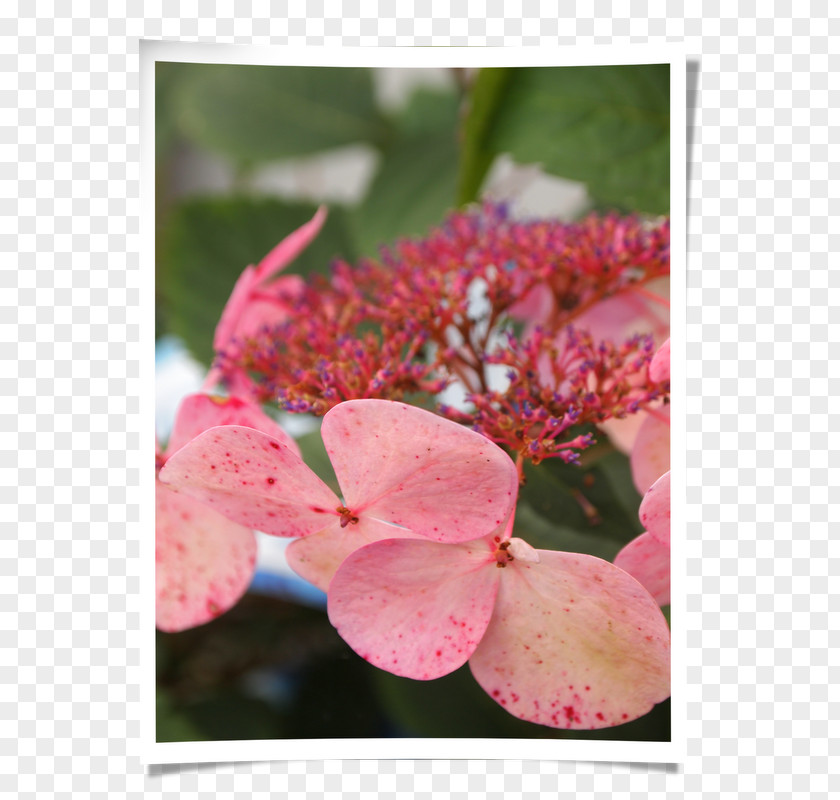 Hortensie Hydrangeaceae Petal Pink M PNG