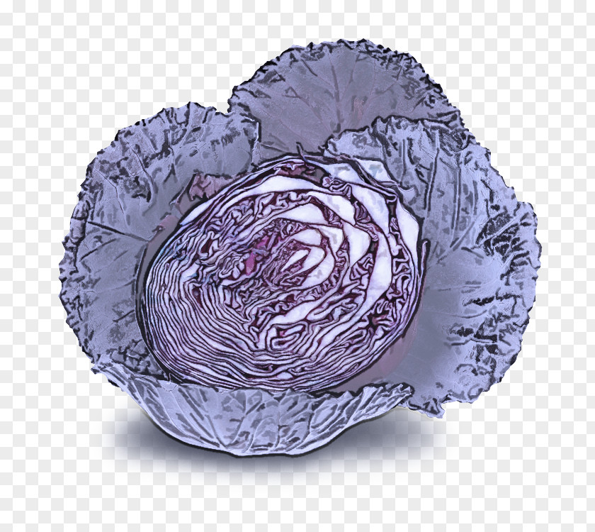 Cabbage Purple Violet Wild Vegetable PNG