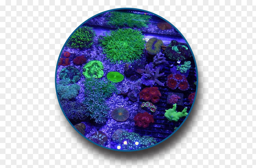 Coral Reef The Saltwater Junkies Fish PNG