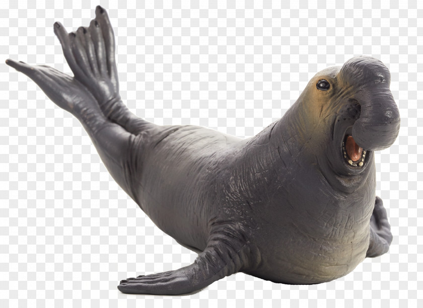 Elephant Seal Sea Lion Asian Animal Harbor PNG