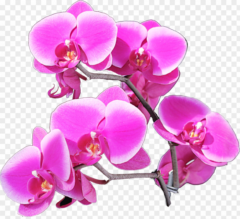 Flowering Plant Magenta Moth Orchid Flower Pink Petal Purple PNG