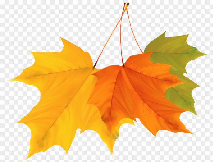 Hand Painted Autumn Leaves Maple Leaf Clip Art PNG