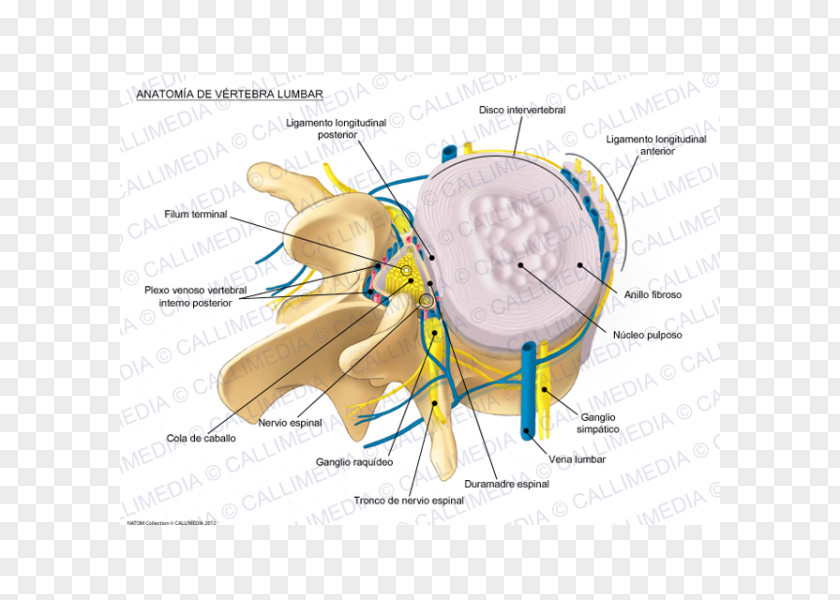 Lumbar Vertebrae Vertebral Column Spinal Disc Herniation Anatomy PNG
