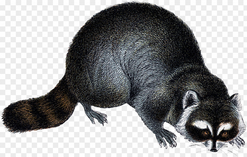 Woodland Fairy Viverrids Raccoon Rodent Fur Mustelids PNG