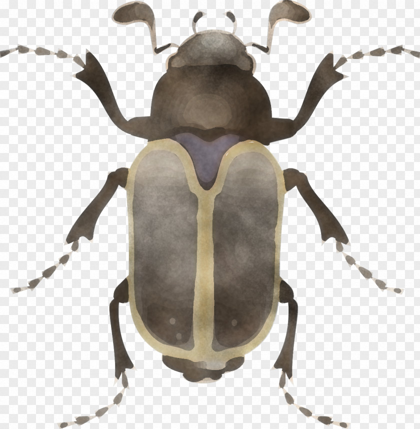 Insect Beetle Stag Beetles Elephant Weevil PNG
