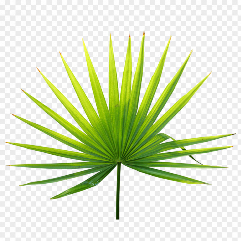 Leaf Tropics Plant Arecaceae PNG
