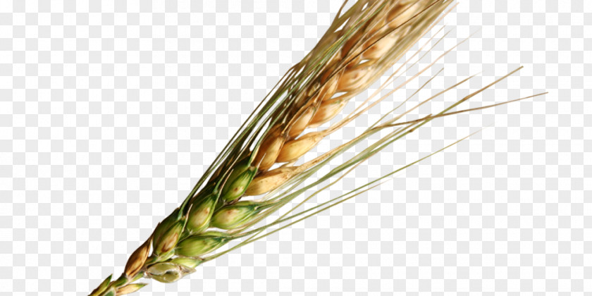 Wheat Grain Grasses Food Emmer Cereal PNG
