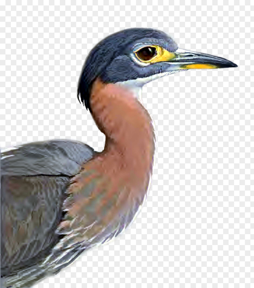 Bird Green Heron PNG