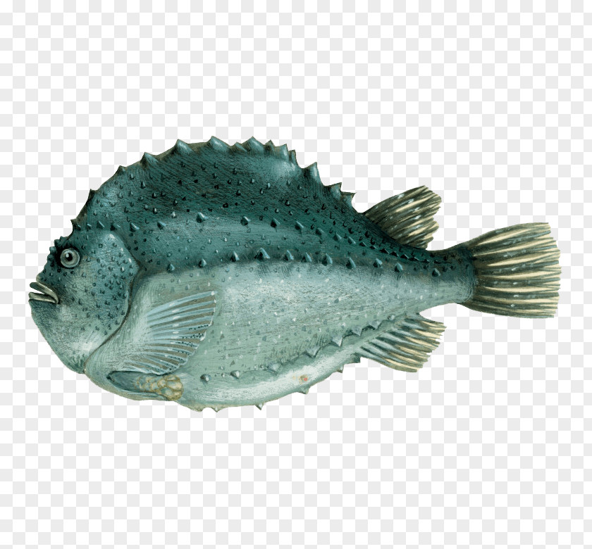 Bonyfish Sole Fishing Cartoon PNG