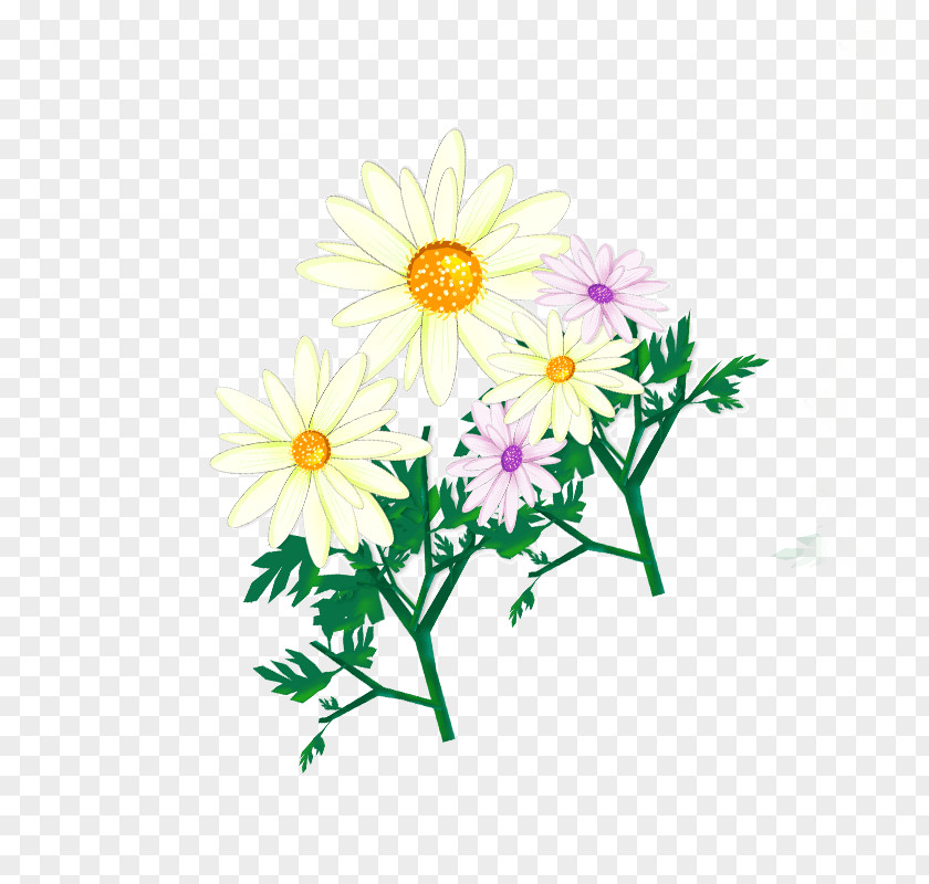 Cartoon Daisy Common Oxeye Design White PNG