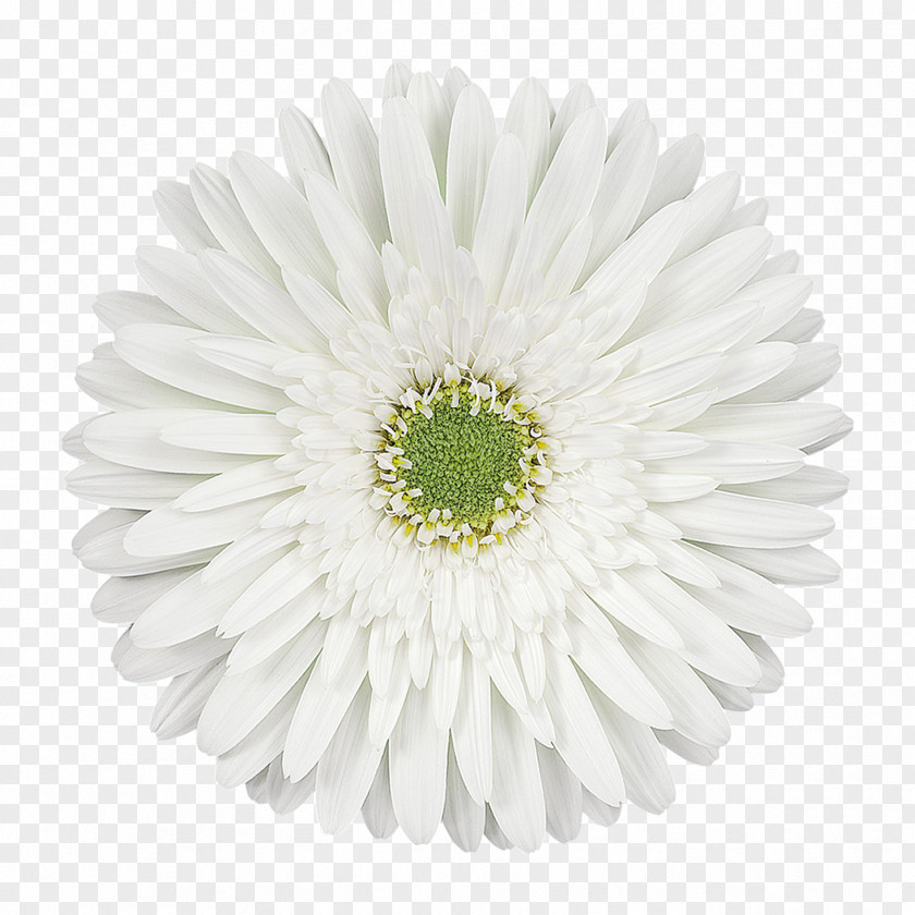 Chrysanthemum Transvaal Daisy Cut Flowers Blumenversand Oxeye PNG