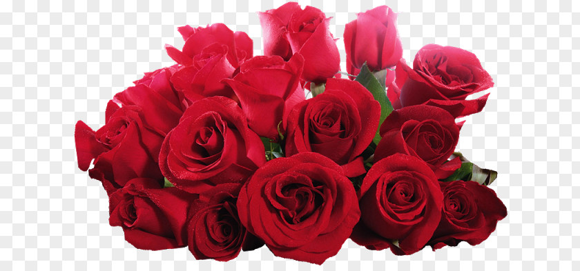 Flores Vermelhas Desktop Wallpaper Rose Flower Stock Photography PNG
